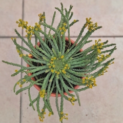 Euphorbia Flanaganii - Vivero Mario
