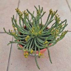 Euphorbia Flanaganii - comprar online