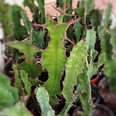 Euphorbia Grandicornis
