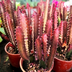 Euphorbia Trigona - tienda online