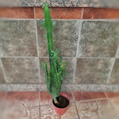 Euphorbia Trigona - Vivero Mario