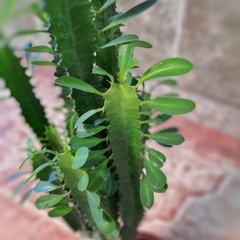 Euphorbia Trigona - comprar online