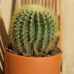 Cactus Grusonii