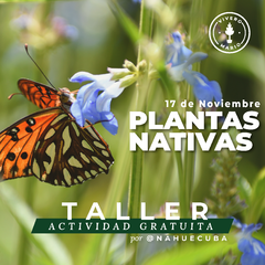 "Mariposas Plantas Nativas" por @nahuecuba
