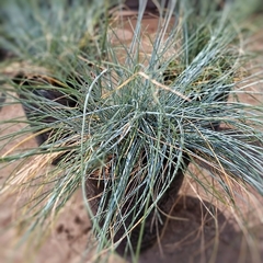 Festuca