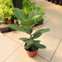 Ficus Audrey - comprar online