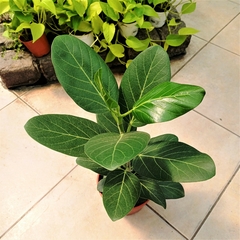 Ficus Audrey - Vivero Mario