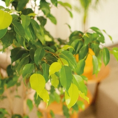 Ficus Benjamina