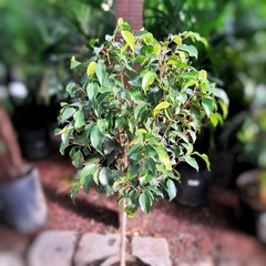 Ficus Benjamina Topiario