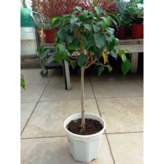 Ficus Benjamina Topiario - tienda online