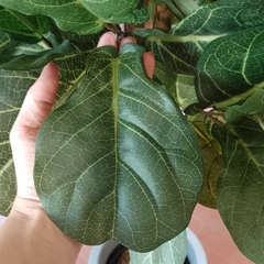 Ficus pandurata (Artificial) - comprar online