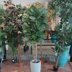 Ficus pandurata (Artificial)