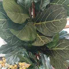 Ficus pandurata (Artificial) - tienda online
