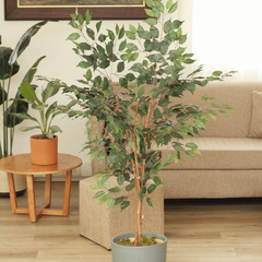 Ficus Tupido (Artificial) - comprar online