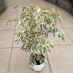 Ficus Variegado - comprar online