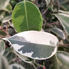 Ficus Variegado en internet