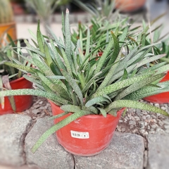 Gasteria - comprar online