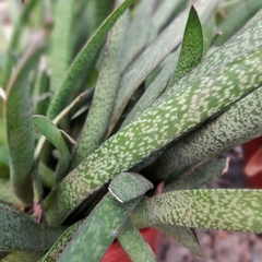 Gasteria