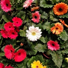 Gerbera - comprar online