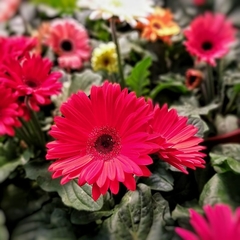 Gerbera