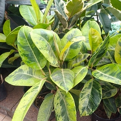 Gomero Variegata - Vivero Mario