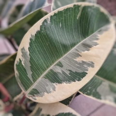 Imagen de Gomero Variegata