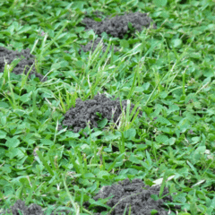 Mamboretá Grillo Topo - Vivero Mario