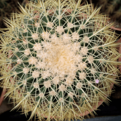 Cactus Grusonii - comprar online