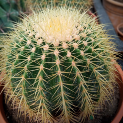 Cactus Grusonii