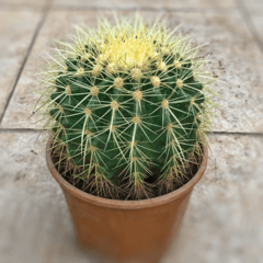 Cactus Grusonii - Vivero Mario