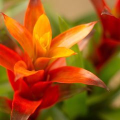 Guzmania Lingulata