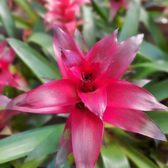 Guzmania Lingulata - Vivero Mario