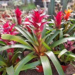 Guzmania Lingulata - tienda online