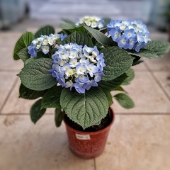 Hortensia Azul - tienda online