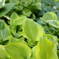 Hosta Royal - Vivero Mario