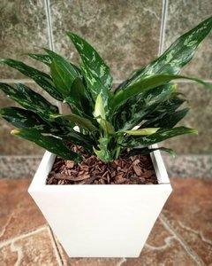 Aglaonema María - tienda online