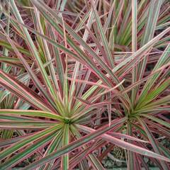 Dracaena Colorama