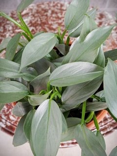 Philodendron Plateado - comprar online
