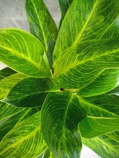 Aglaonema King of Siam - tienda online