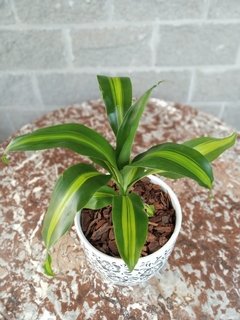 Dracaena Massangeana - Vivero Mario