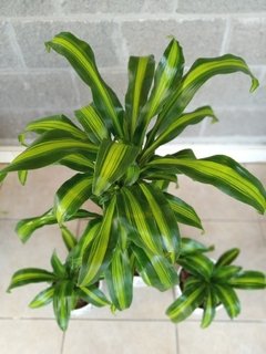 Dracaena Massangeana - comprar online