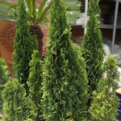 Thuja Smaragd en internet