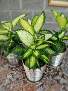 Dieffenbachia Camille - Vivero Mario