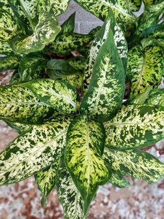 Dieffenbachia Mariana en internet