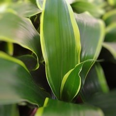 Dracaena Dorada