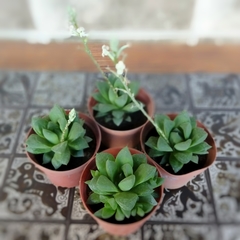 Crasa Haworthia - tienda online