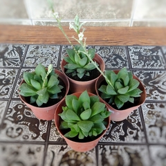 Crasa Haworthia - Vivero Mario