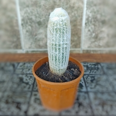 Cactus Espostoa Lanata