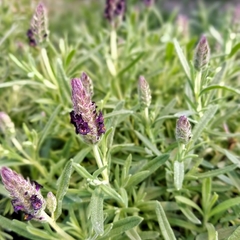 Lavanda Brasilera