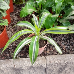 Dracaena Warnecki Lemon en internet